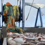 زيادة كبيرة في صيد سمك القد في خليج ألاسكا لعام 2026: توصية من المجلس الشمالي لإدارة مصايد الأسماك