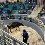 ارتفاع أسعار الألبان في سوق كورين بسبب الطلب المحلي القوي