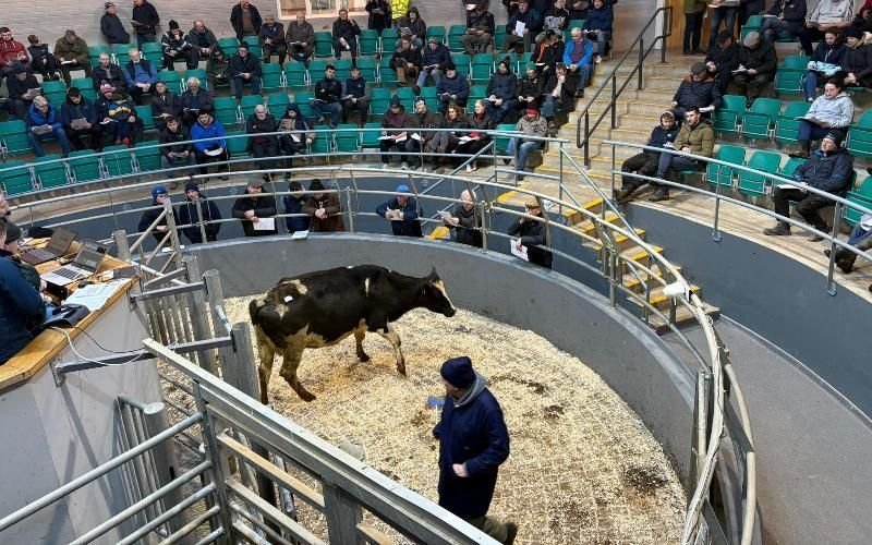 ارتفاع أسعار الألبان في سوق كورين بسبب الطلب المحلي القوي