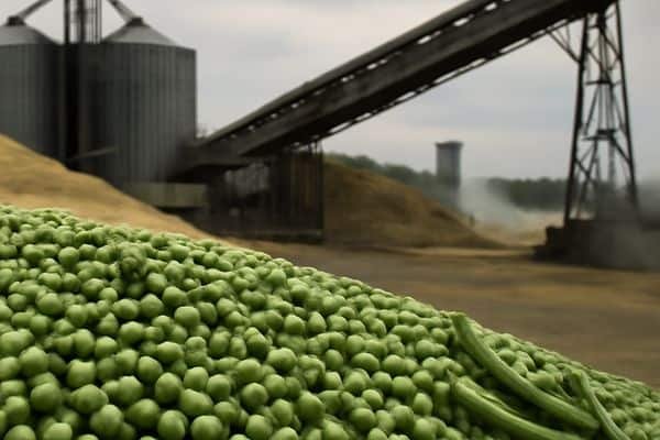 أوكرانيا والبازلاء: فائض يهدد الأسعار وروسيا تستغل السوق الصيني