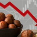 سوق البندق التركي في مهب الريح: تراجع الأسعار وتحديات الجودة