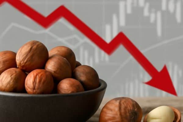 سوق البندق التركي في مهب الريح: تراجع الأسعار وتحديات الجودة