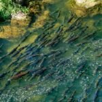 NOAA Fisheries ترفض حماية سمك السلمون شينوك في الربيع على ساحل واشنطن