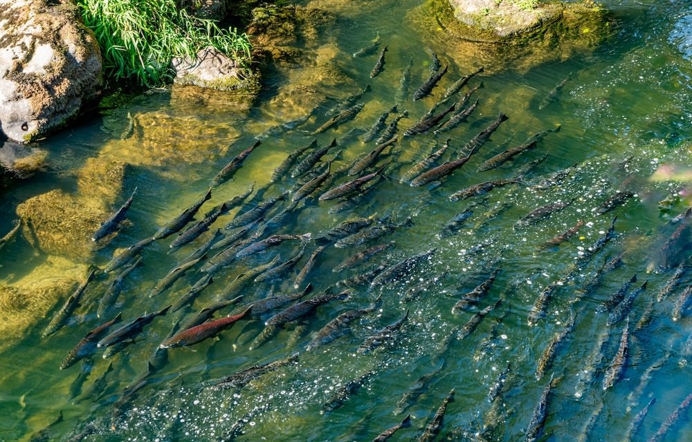 NOAA Fisheries ترفض حماية سمك السلمون شينوك في الربيع على ساحل واشنطن