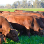 توقعات إيجابية لقطاع لحوم البقر الأوروغواياني في 2026