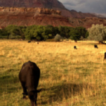 فرصة ذهبية للحوم البقر الأسترالية: انخفاض قياسي في ذبح الماشية الأمريكية