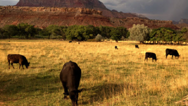 فرصة ذهبية للحوم البقر الأسترالية: انخفاض قياسي في ذبح الماشية الأمريكية