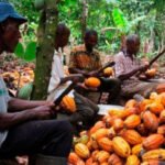 تراجع مشتريات الكاكاو في غانا: نظرة على الأسباب