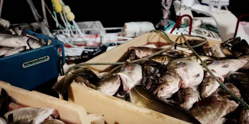 أسعار سمك القد في السماء تخنق المصنّعين والمشترين يتخبطون