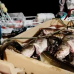 أسعار سمك القد في السماء تخنق المصنّعين والمشترين يتخبطون