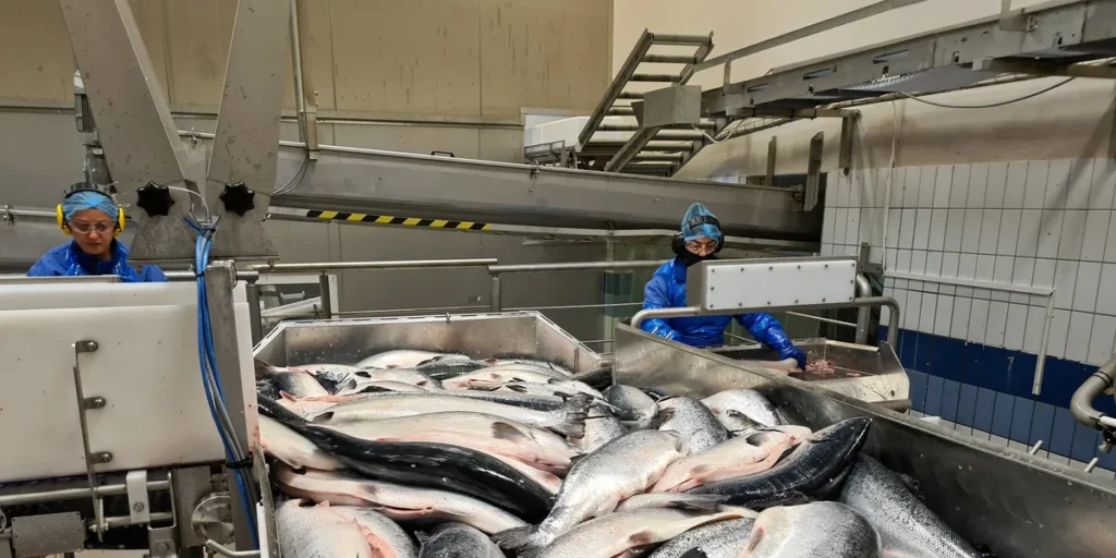 انهيار أسعار سمك السلمون النرويجي: الموردون يصفون الأسبوع الحالي بالأكثر دموية