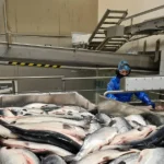 انهيار أسعار سمك السلمون النرويجي: الموردون يصفون الأسبوع الحالي بالأكثر دموية