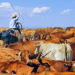 واردات اللحوم الحمراء الأمريكية ترتفع وسط تحول تاريخي في السوق