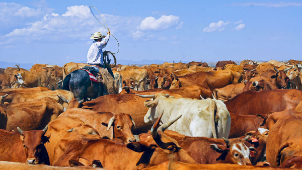 واردات اللحوم الحمراء الأمريكية ترتفع وسط تحول تاريخي في السوق