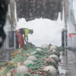 المجلس يقرر: إجراءات جديدة للحد من الصيد العرضي لسمك السلمون الوردي في ألاسكا