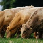 الصين توقف استيراد اللحم البقري الأيرلندي: انتكاسة بعد إعادة فتح السوق