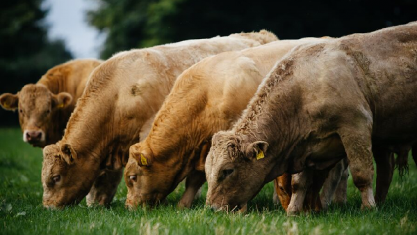 الصين توقف استيراد اللحم البقري الأيرلندي: انتكاسة بعد إعادة فتح السوق