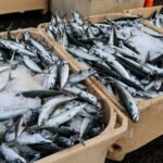 صناعة صيد الأسماك الأيسلندية تهاجم اتفاقية سمك الإسقمري: خسارة كبيرة