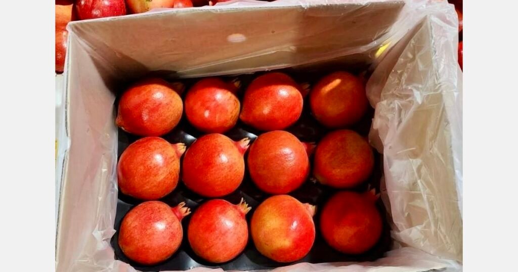 نهاية موسم الرمان في ماهاراشترا يفتح الباب أمام موردين جدد