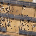 خسائر الماشية تتواصل يوم الخميس