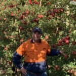 تثقيف المستهلكين هو الحل لتفاح أستراليا