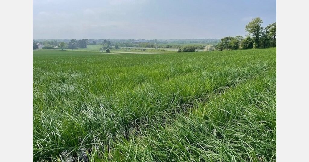 نيفادا تنهي توريد البصل الأخضر