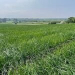 نيفادا تنهي توريد البصل الأخضر