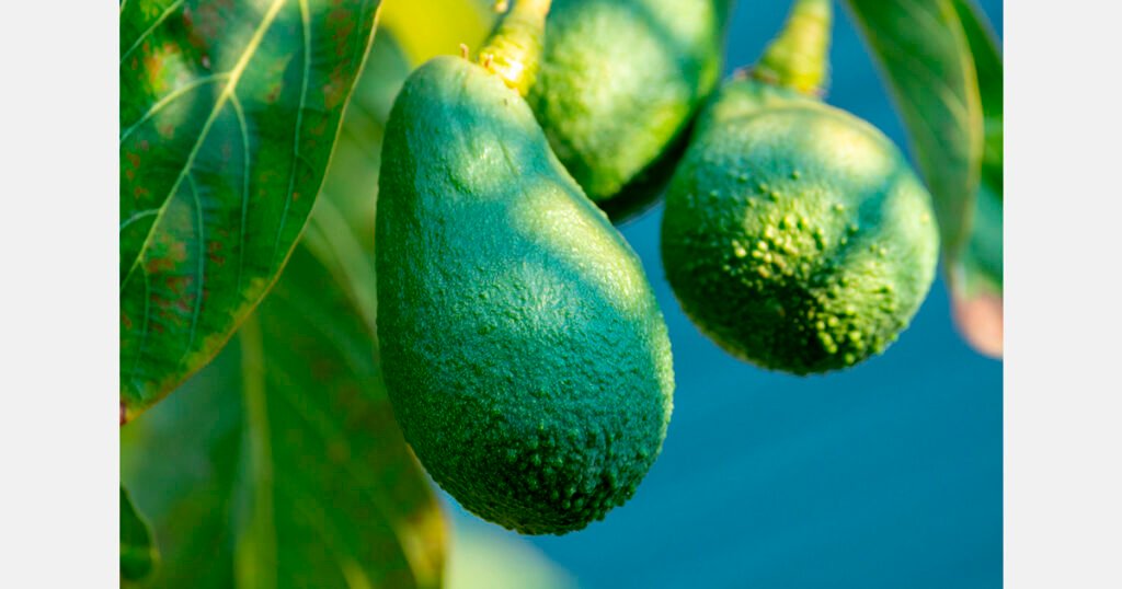 صادرات بيرو تقفز: الأفوكادو يقود النمو بنسبة 35.1٪