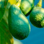 صادرات بيرو تقفز: الأفوكادو يقود النمو بنسبة 35.1٪