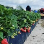 طقس فلوريدا يؤثر على إنتاج الفراولة