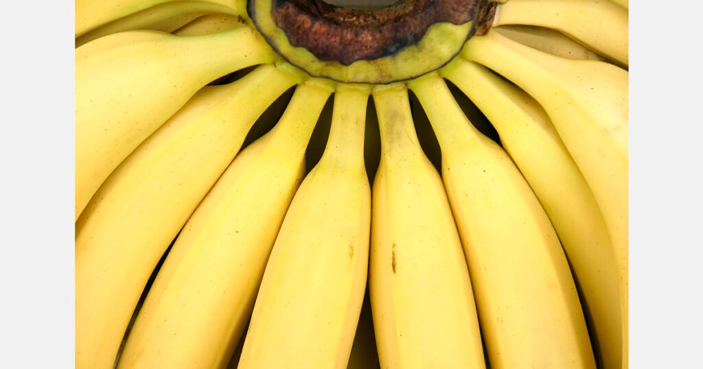 أسعار الموز ثابتة على أساس أسبوعي