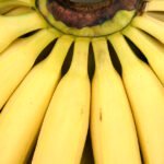 أسعار الموز ثابتة على أساس أسبوعي