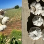 تهريب الثوم يزعزع أسواق أمريكا الشمالية