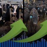 طلب قوي على عجول الألبان والعجلات مع ارتفاع الأسعار