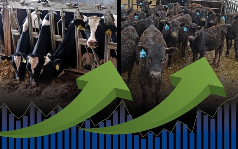 طلب قوي على عجول الألبان والعجلات مع ارتفاع الأسعار