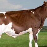 استيراد ثيران هولشتاين فائقة الجودة: دفعة قوية لقطاع الألبان الهندي