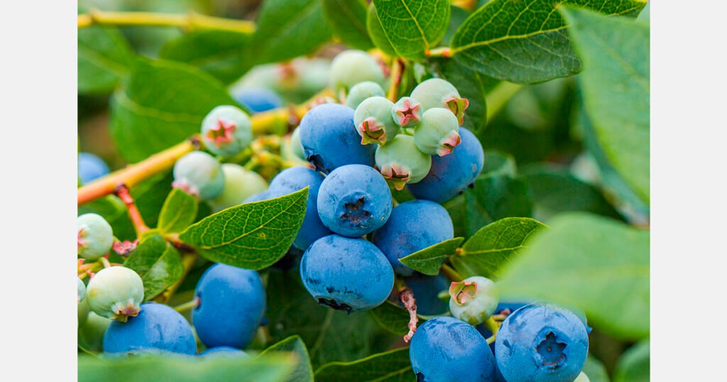 قفزة في صادرات التوت الأزرق الجورجي: زيادة بنسبة 64.5%