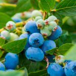 قفزة في صادرات التوت الأزرق الجورجي: زيادة بنسبة 64.5%