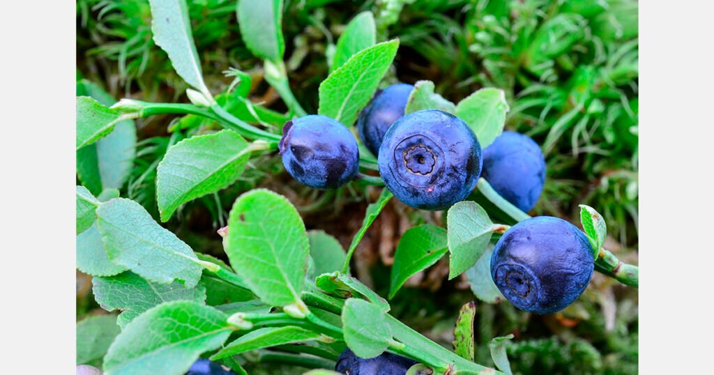 أعلى حجم حصاد لتوت الشجيرات منذ بدء التسجيل في عام 2012