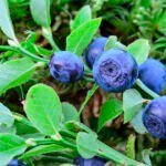 أعلى حجم حصاد لتوت الشجيرات منذ بدء التسجيل في عام 2012