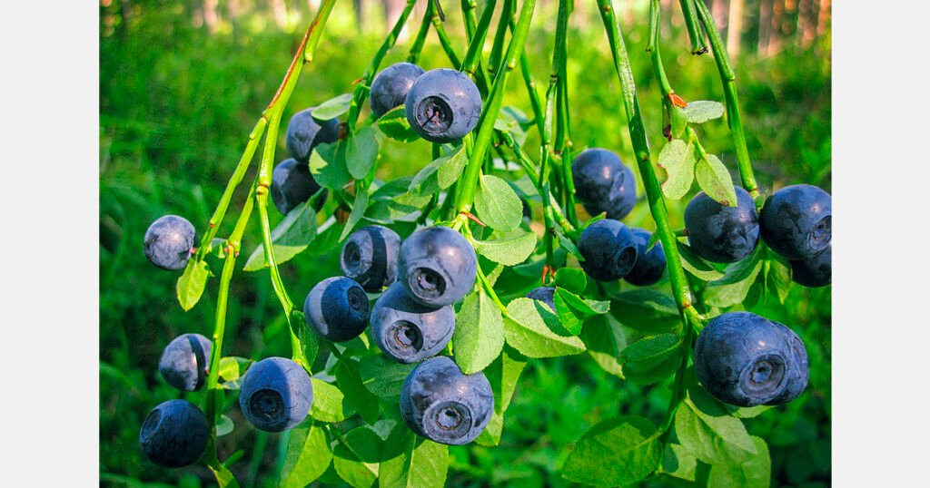 حلقة نقاش في ليما تستكشف تأثير اللوجستيات على نجاح صادرات التوت الأزرق