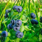 حلقة نقاش في ليما تستكشف تأثير اللوجستيات على نجاح صادرات التوت الأزرق