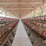 صادرات البيض البرازيلية تتجاوز التوقعات في عام 2025