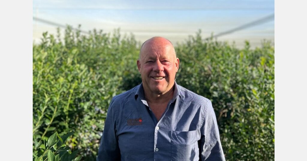 الكرز في أوتاغو يواجه صعوبات بسبب الأمطار التي تدمر الحصاد