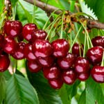 الصين تستقبل 90% من كرز تشيلي