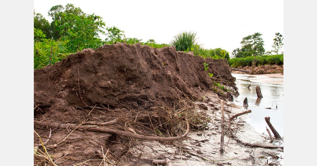 بعد العاصفة: مزارعو الحمضيات في أمريكا يركزون على الصرف