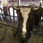 انخفاض أسعار الماشية يوم الاثنين