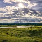 تباين في أسعار الماشية يوم الخميس