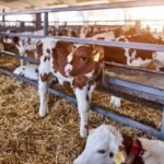 تراجع أسعار الماشية يوم الجمعة