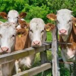 أسعار الماشية ترتفع يوم الثلاثاء